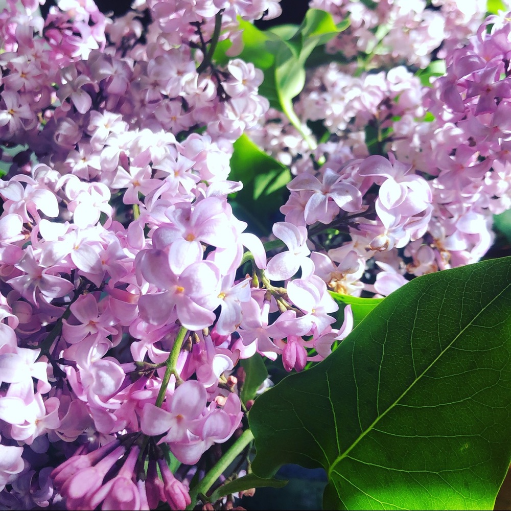 🌺✨🌺